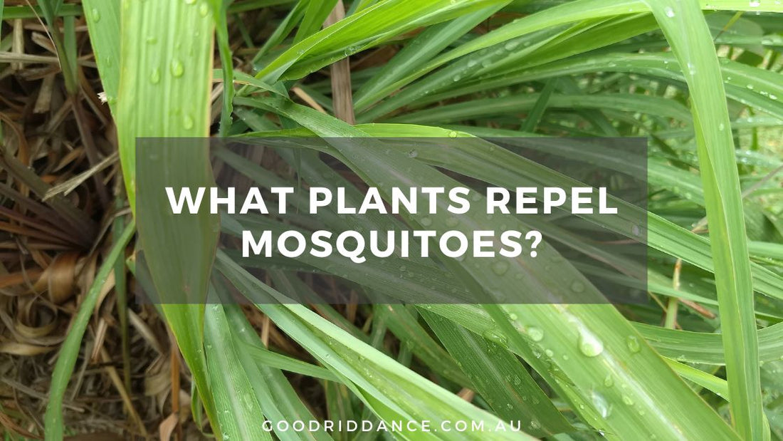 what plants repel mosquitoes