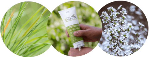 Citronella & Lemon-Scented Tee Tree