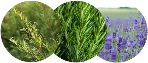 Tea Tree. Rosemary & Lavender
