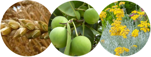 Vitamin E, Tamanu & Helichrysum