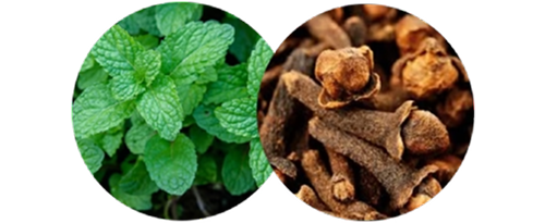 Peppermint & Clove