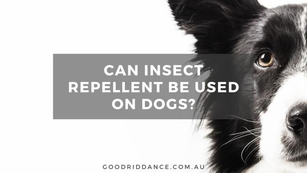 Can insect repellent be used on dogs?