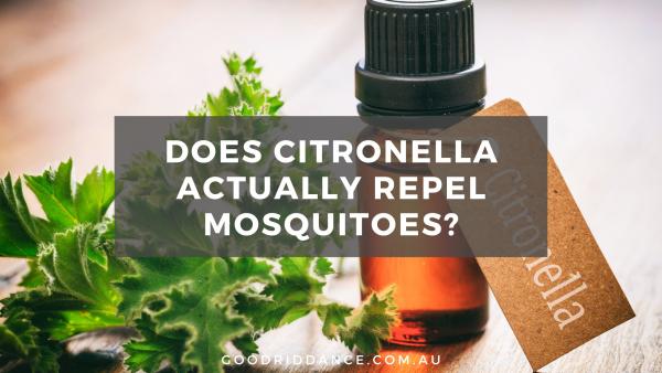 Does citronella actually repel mosquitoes?