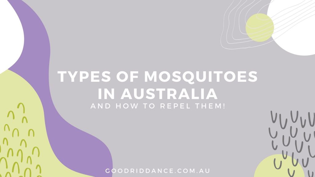 Types of mosquitoes in Australia