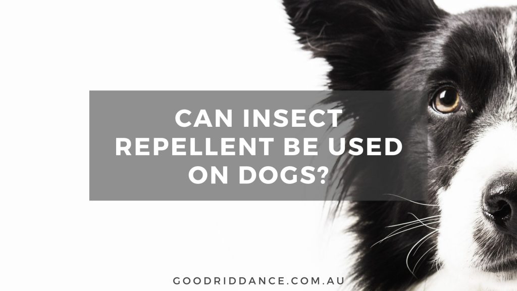 can insect repellent be used on dogs