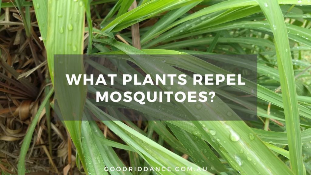 what plants repel mosquitoes